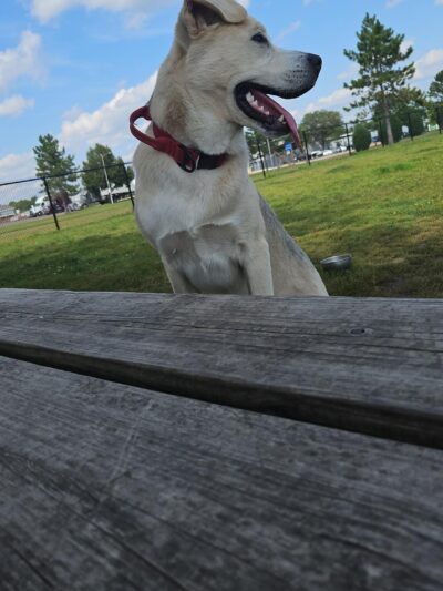Thompson Dog Park - St Peter, MN