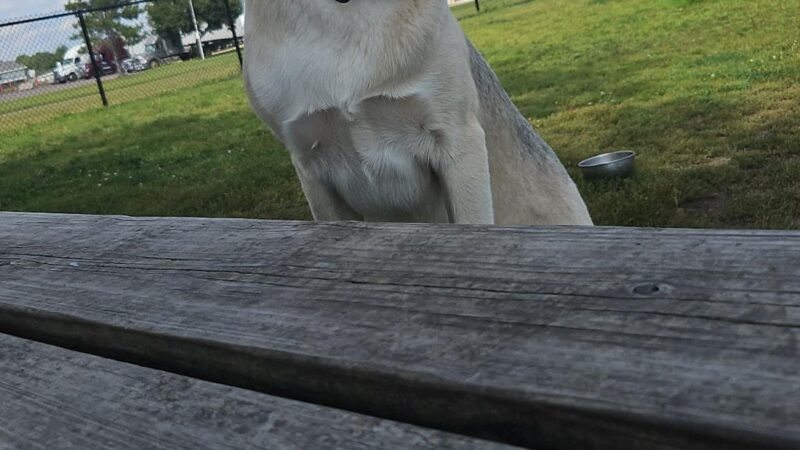 Thompson Dog Park - St Peter, MN