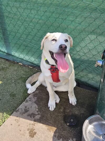 Thompson Dog Park - St Peter, MN