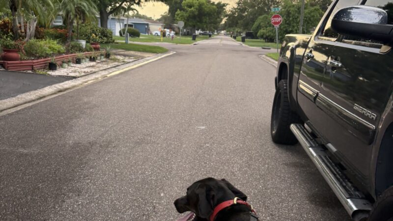 Happy Tails Dogs, LLC - St. Petersburg, FL