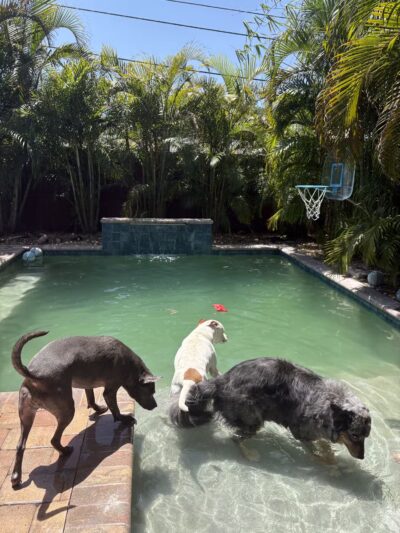 Happy Tails Dogs, LLC - St. Petersburg, FL