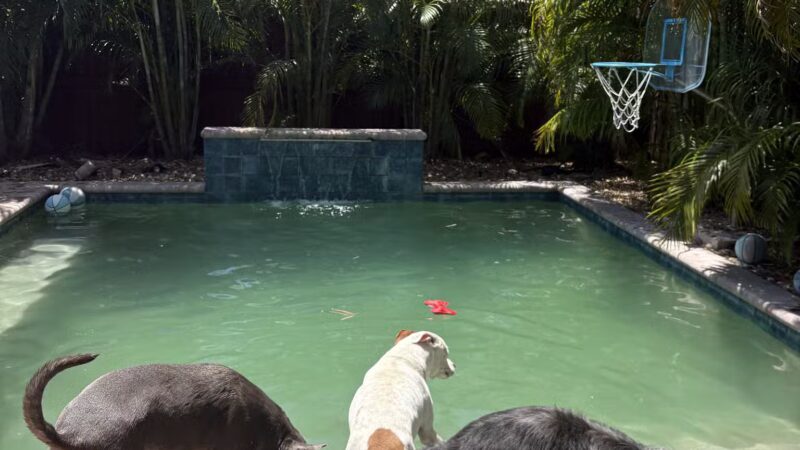 Happy Tails Dogs, LLC - St. Petersburg, FL