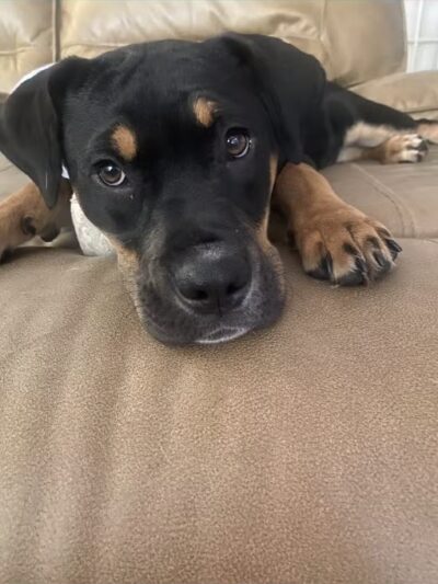 Happy Tails Dogs, LLC - St. Petersburg, FL