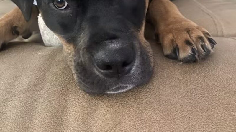 Happy Tails Dogs, LLC - St. Petersburg, FL