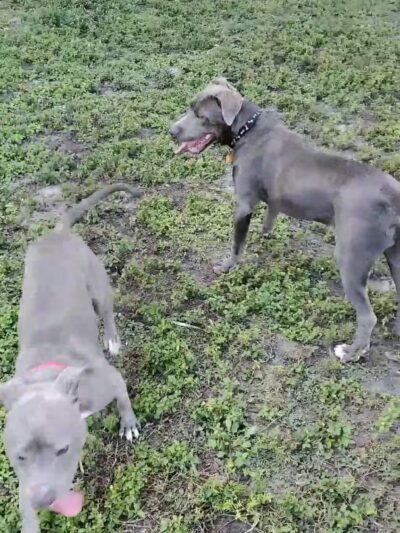 Kenwood Dog Park - St. Petersburg, FL