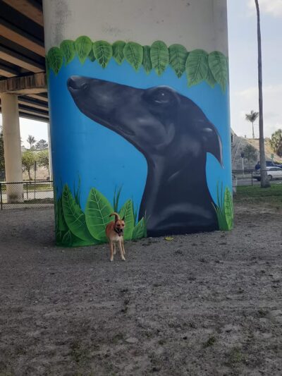 Kenwood Dog Park - St. Petersburg, FL