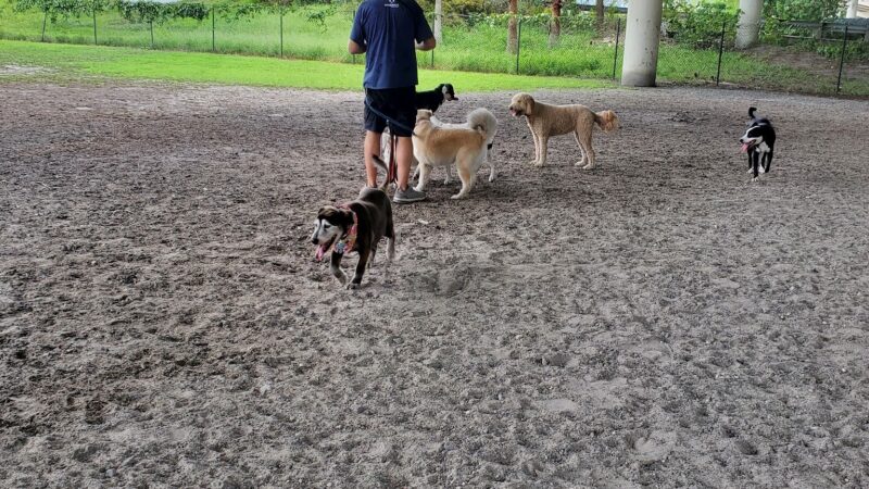 Kenwood Dog Park - St. Petersburg, FL