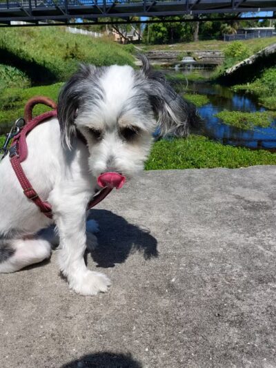 Queen Dennis Park - St. Petersburg, FL