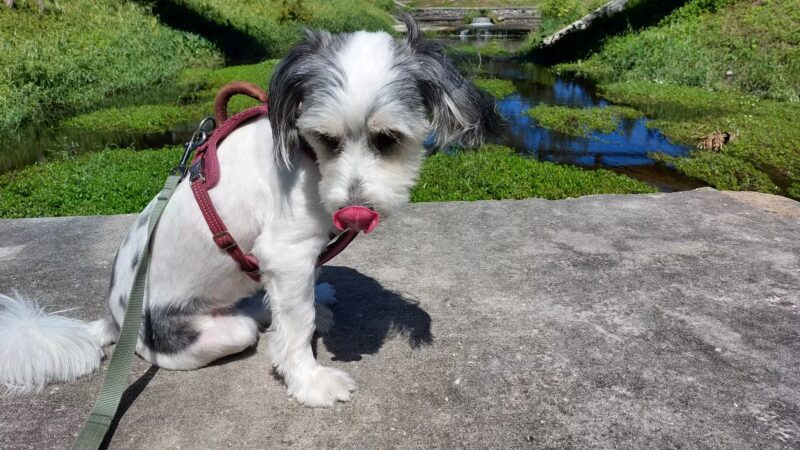 Queen Dennis Park - St. Petersburg, FL