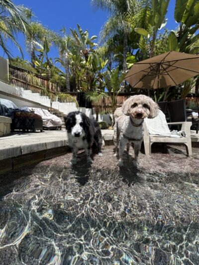 Stacy's wags N wiggles LLC - ,