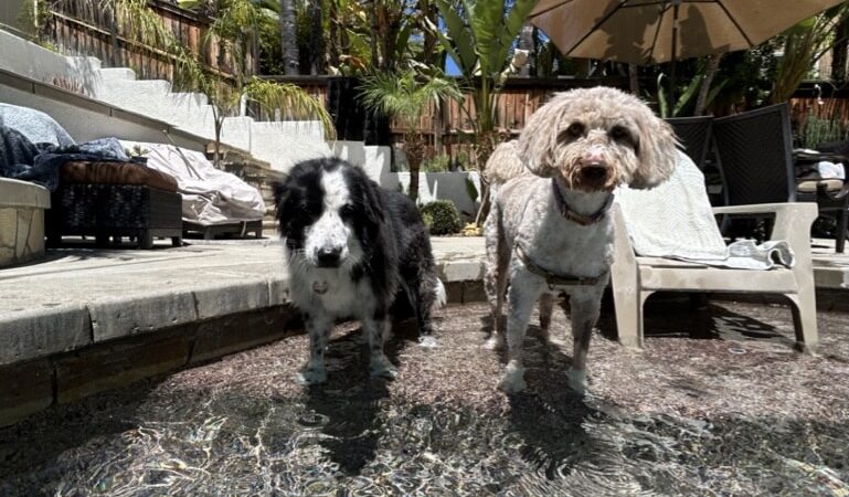 Stacy's wags N wiggles LLC - ,