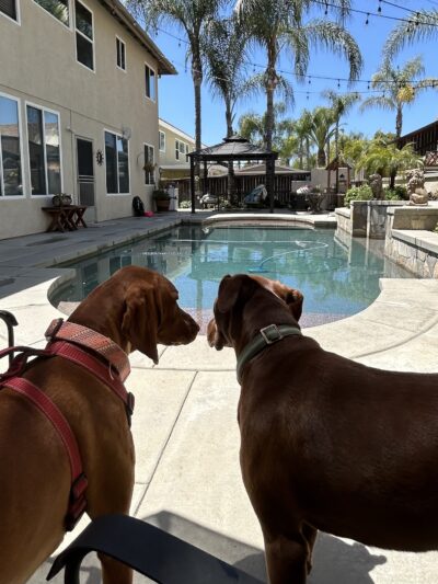 Stacy's wags N wiggles LLC - ,
