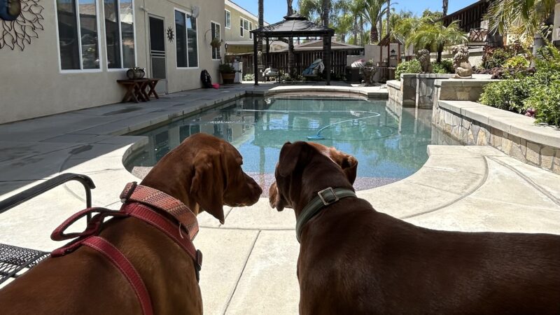 Stacy's wags N wiggles LLC - ,