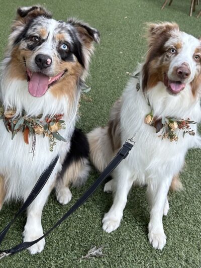 Stacy's wags N wiggles LLC - ,
