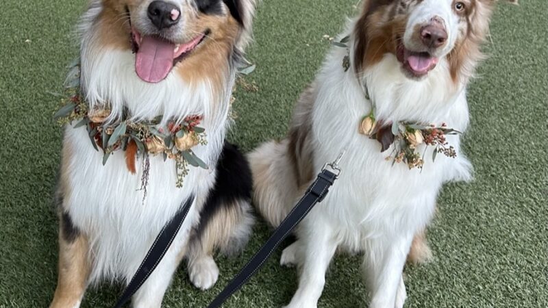 Stacy's wags N wiggles LLC - ,