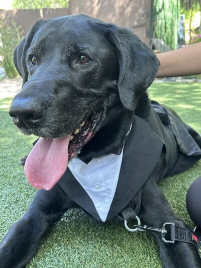 Stacy's wags N wiggles LLC - ,