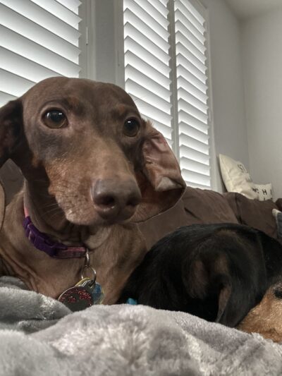 Stacy's wags N wiggles LLC - ,