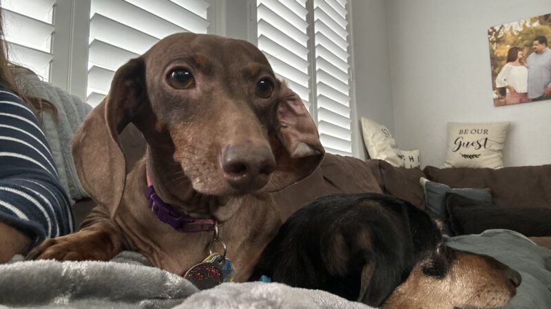Stacy's wags N wiggles LLC - ,
