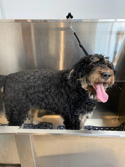 The Canine Cabin LLC - Stacyville, IA