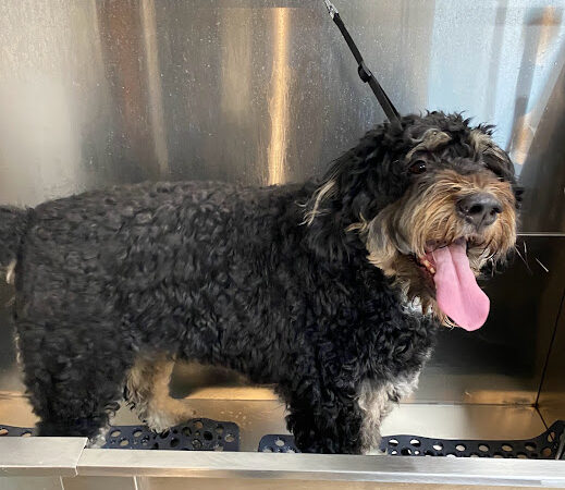 The Canine Cabin LLC - Stacyville, IA