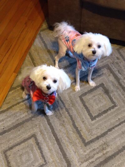 The Canine Cabin LLC - Stacyville, IA