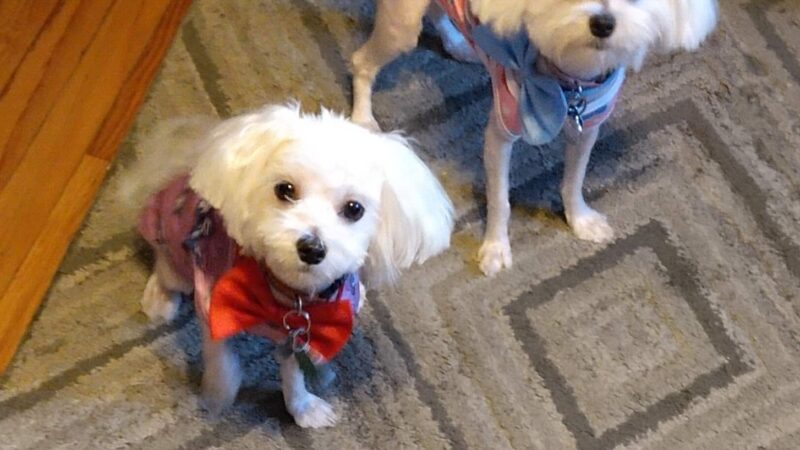 The Canine Cabin LLC - Stacyville, IA