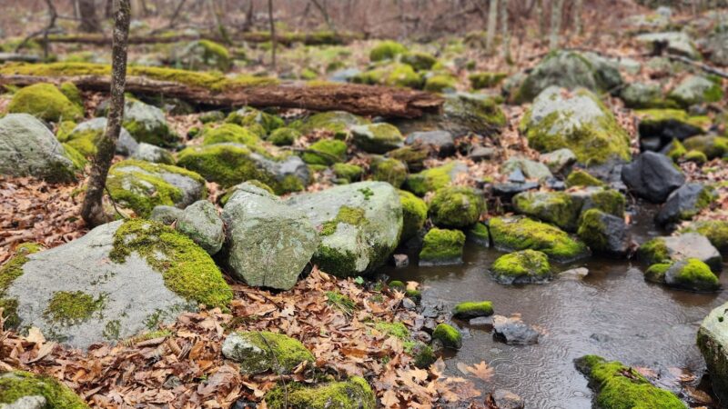 Mianus River State Park Scenic Reserve - Stamford, CT
