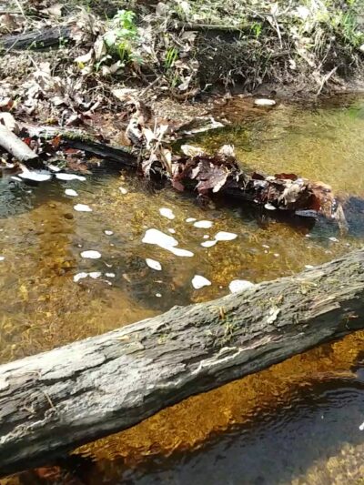 Mianus River State Park Scenic Reserve - Stamford, CT