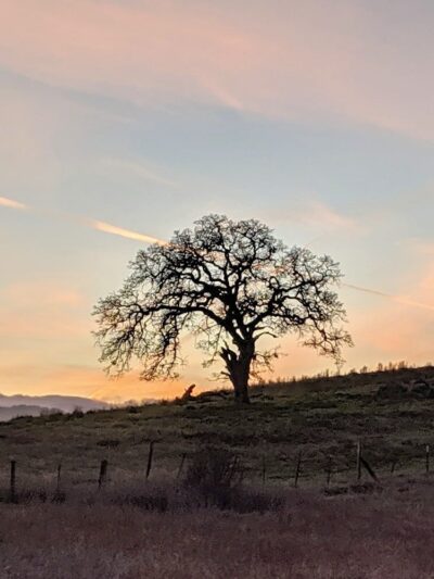 Stanford Dish Hiking Trail - Stanford, CA