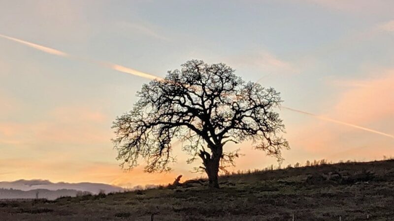 Stanford Dish Hiking Trail - Stanford, CA