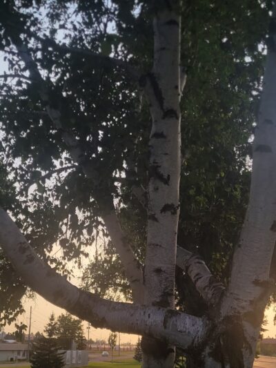 Veteran's Park - Staples, MN