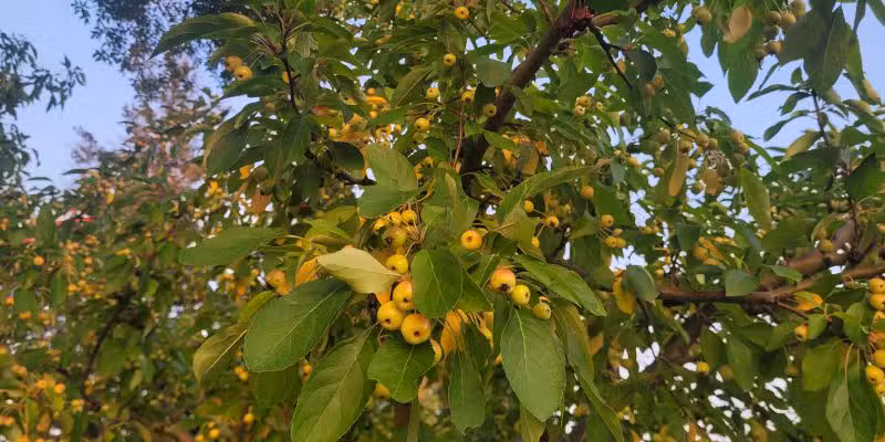 Veteran's Park - Staples, MN