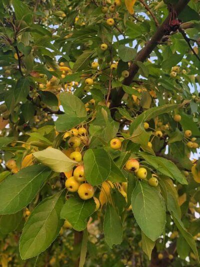 Veteran's Park - Staples, MN