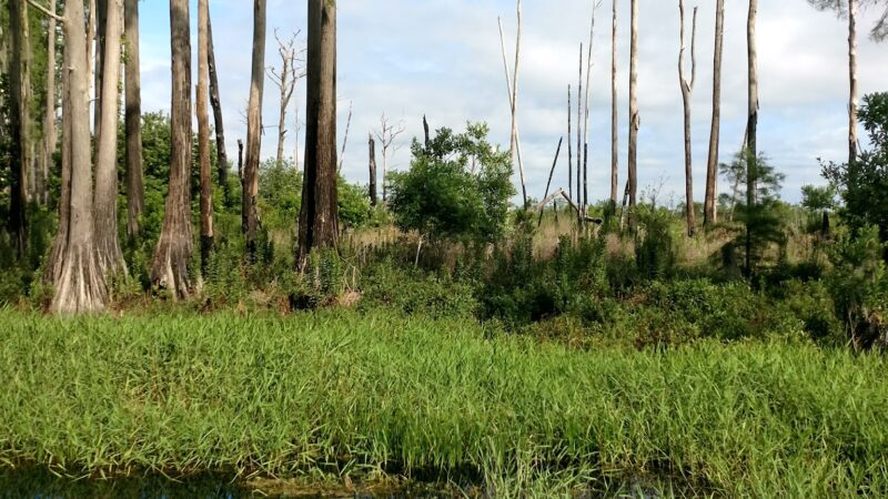 Santa Fe Swamp Conservation Area - Starke, FL