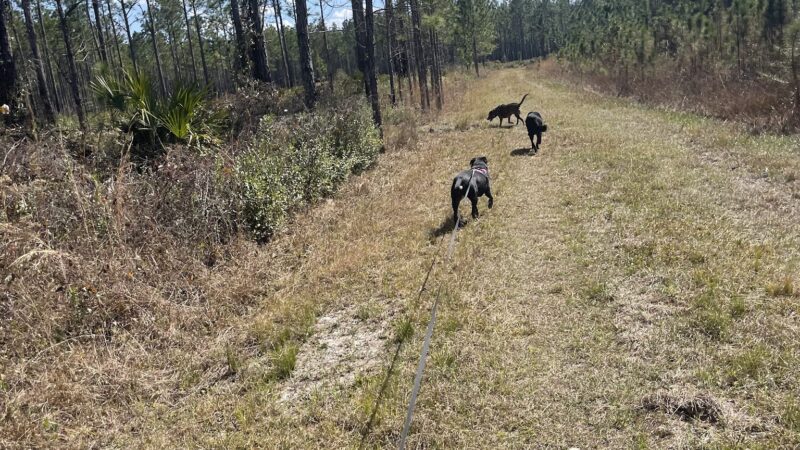 Santa Fe Swamp Conservation Area - Starke, FL