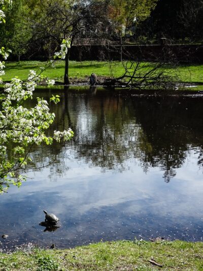 Allison Pond Park - Staten Island, NY