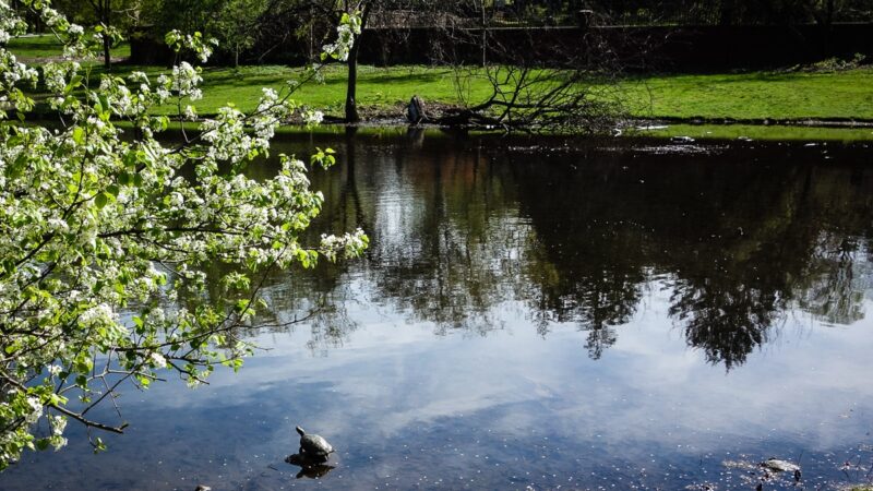 Allison Pond Park - Staten Island, NY