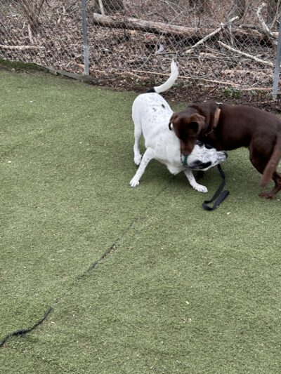 Bloomingdale Dog Run - Staten Island, NY