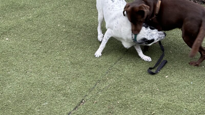 Bloomingdale Dog Run - Staten Island, NY