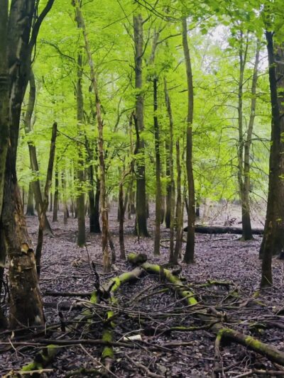 Bloomingdale Dog Run - Staten Island, NY