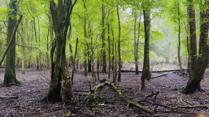 Bloomingdale Dog Run - Staten Island, NY