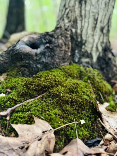 Bloomingdale Dog Run - Staten Island, NY