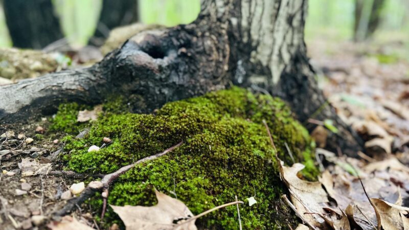 Bloomingdale Dog Run - Staten Island, NY