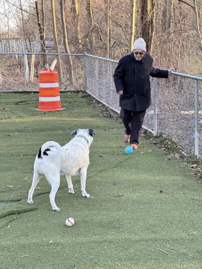 Bloomingdale Dog Run - Staten Island, NY