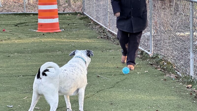 Bloomingdale Dog Run - Staten Island, NY