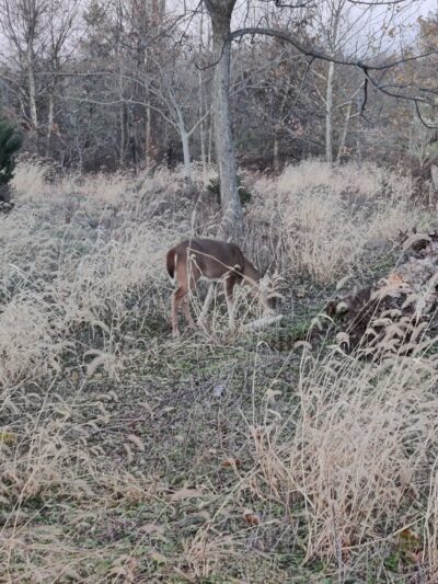 Conference House Dog Park - Staten Island, NY