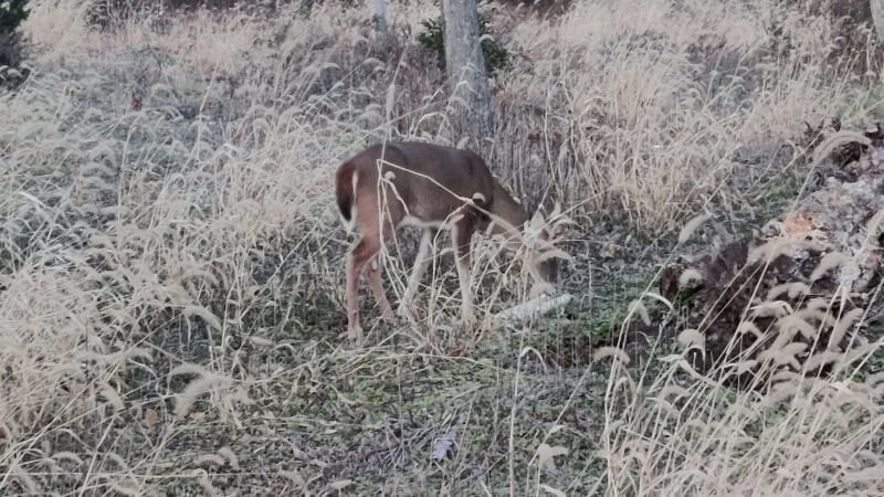 Conference House Dog Park - Staten Island, NY