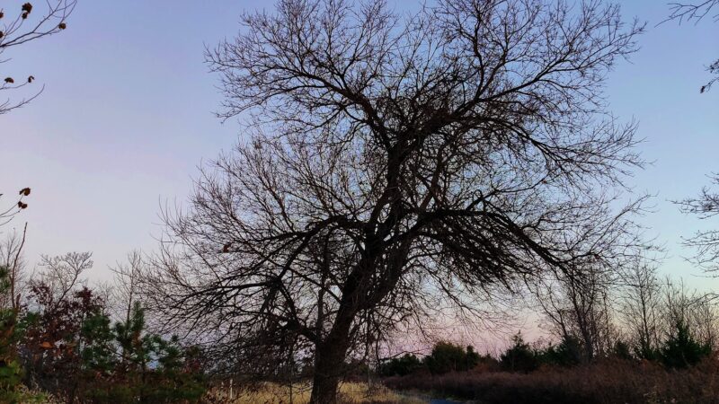 Conference House Dog Park - Staten Island, NY