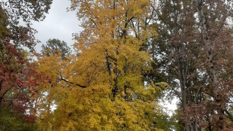 Mac Anderson Park - Statesville, NC