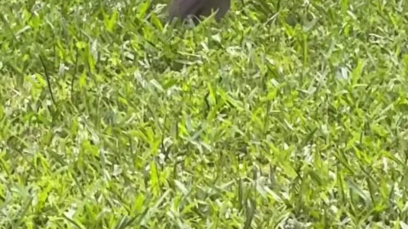 Mac Anderson Park - Statesville, NC